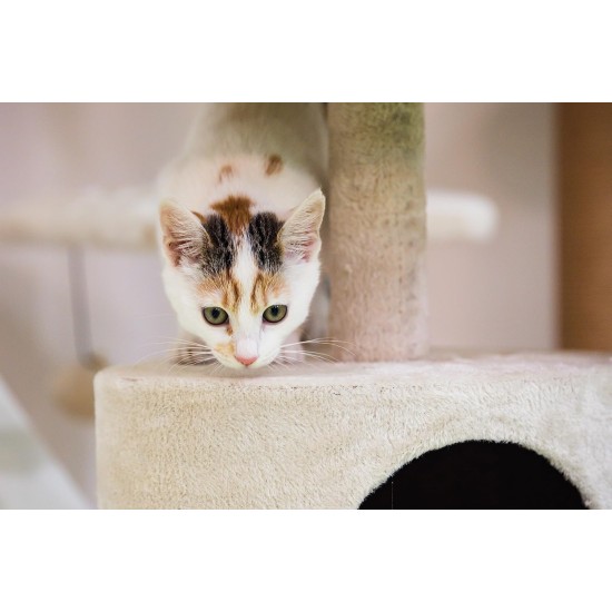 Petface Cream Corner Cat Scratching Post Petface Cream Corner Cat Scratching Post
