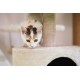 Petface Cream Corner Cat Scratching Post Petface Cream Corner Cat Scratching Post