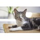 Pets Club Scratching Mat Made of 100% Sisal for Cats, Sustainable and Environmentally Friendly, Fully Overlocked with Non-Slip Backing, 50 x 80 cm Pets Club Scratching Mat Made of 100% Sisal for Cats, Sustainable and Environmentally Friendly, Fully Overlocked with Non-Slip Backing, 50 x 80 cm