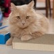 Relaxdays Scratching Cardboard Rectangular with Catnip Cat Toy Corrugated Cardboard Scratching Surface HBT 4 x 45.5 x 23.5 cm Brown Relaxdays Scratching Cardboard Rectangular with Catnip Cat Toy Corrugated Cardboard Scratching Surface HBT 4 x 45.5 x 23.5 cm Brown