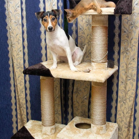 Sisal Rope 6 mm for Cat Scratcher Cat Scratching Post Repair and Replacement, DIY Scratching Furniture - Scratching Post, Scratching Mat & Mat, Kitten Kicker Toy, Grey 50 m / 164 ft Sisal Rope 6 mm for Cat Scratcher Cat Scratching Post Repair and Replacement, DIY Scratching Furniture - Scratching Post, Scratching Mat & Mat, Kitten Kicker Toy, Grey 50 m / 164 ft
