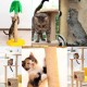 Sisal Rope 6 mm/50 m for Cat Scratching Post Replacement, Natural Jute Rope with 2 Cat Toys Sisal Balls/4 Sisal Mice, Thick Natural Hemp Rope, Long Scratching Rope for DIY Packaging/Paw Balls/Garden Sisal Rope 6 mm/50 m for Cat Scratching Post Replacement, Natural Jute Rope with 2 Cat Toys Sisal Balls/4 Sisal Mice, Thick Natural Hemp Rope, Long Scratching Rope for DIY Packaging/Paw Balls/Garden