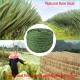Sisal Rope for Cat Cactus Scratching Post 6 mm x 50 m, Cat Rope for DIY Cactus Scratching Post & Repair Cat Scratches, Green Sisal Rope for Cat Cactus Scratching Post 6 mm x 50 m, Cat Rope for DIY Cactus Scratching Post & Repair Cat Scratches, Green