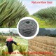 Sisal Rope for Cat Cactus Scratching Post 6 mm x 50 m, Cat Rope for DIY Cactus Scratching Post & Repair Cat Scratches, Green Sisal Rope for Cat Cactus Scratching Post 6 mm x 50 m, Cat Rope for DIY Cactus Scratching Post & Repair Cat Scratches, Green