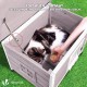 VOUNOT® Wooden Cat House, Weatherproof Cat House with Swing Door in Cat Ear Design & Height-Adjustable Feet, Cat House for Outdoors, Grey, 57 x 45 x 43 cm VOUNOT® Wooden Cat House, Weatherproof Cat House with Swing Door in Cat Ear Design & Height-Adjustable Feet, Cat House for Outdoors, Grey, 57 x 45 x 43 cm