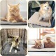 XIAPIA Self-Heating Blanket Cat and Dogs, Fluffy Self-Warming Cat Blanket without Cable, Heat Blanket Electric Blanket without Electricity, Washable Thermal Blanket Cat Cushion (Grey, 90 x 60) XIAPIA Self-Heating Blanket Cat and Dogs, Fluffy Self-Warming Cat Blanket without Cable, Heat Blanket Electric Blanket without Electricity, Washable Thermal Blanket Cat Cushion (Grey, 90 x 60)