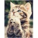 YISUMEI - 150 x 200 cm Blanket - Adorable Cat Fleece Blanket, Cashmere Feel Cuddly Blanket, Suitable for Bed or Sofa YISUMEI - 150 x 200 cm Blanket - Adorable Cat Fleece Blanket, Cashmere Feel Cuddly Blanket, Suitable for Bed or Sofa