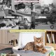 ZTIKSNYU Cat Hammock Bed Cat Basket for Sleeping Fluffy Desk Cat Bed Padded for Cats and Puppies 45 x 45 cm Bring 1 Cat Blanket with 2 Cat Toys Maximum Load 22 kg ZTIKSNYU Cat Hammock Bed Cat Basket for Sleeping Fluffy Desk Cat Bed Padded for Cats and Puppies 45 x 45 cm Bring 1 Cat Blanket with 2 Cat Toys Maximum Load 22 kg