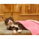 furrybaby Premium Fluffy Fleece Dog Blanket, Soft and Warm Pet Throw for Dogs and Cats (Blue, Size L (100 x 120 cm) furrybaby Premium Fluffy Fleece Dog Blanket, Soft and Warm Pet Throw for Dogs and Cats (Blue, Size L (100 x 120 cm)