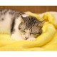 furrybaby Premium Fluffy Fleece Dog Blanket, Soft and Warm Pet Throw for Dogs and Cats (Pink, Size M (80 x 100 cm) furrybaby Premium Fluffy Fleece Dog Blanket, Soft and Warm Pet Throw for Dogs and Cats (Pink, Size M (80 x 100 cm)