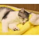 furrybaby Premium Fluffy Fleece Dog Blanket, Soft and Warm Pet Throw for Dogs and Cats (Pink, Size M (80 x 100 cm) furrybaby Premium Fluffy Fleece Dog Blanket, Soft and Warm Pet Throw for Dogs and Cats (Pink, Size M (80 x 100 cm)