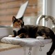 lionto Window Lounger for Cats, Padded Plush 35 x 50 cm, Cat Bed for Window Sills, Assembly without Drilling, Removable and Washable Cover, Maximum Load 15 kg, Light Grey lionto Window Lounger for Cats, Padded Plush 35 x 50 cm, Cat Bed for Window Sills, Assembly without Drilling, Removable and Washable Cover, Maximum Load 15 kg, Light Grey