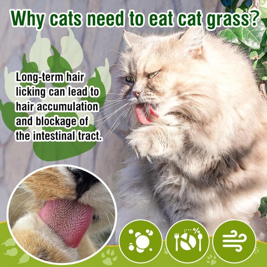 50 g Cat Grass Snacks, Freeze-Dried Snacks for Cats, Cat Grass Ready Grown for Dental Care, Cat Grass Sticks Hair Balls Removal 50 g Cat Grass Snacks, Freeze-Dried Snacks for Cats, Cat Grass Ready Grown for Dental Care, Cat Grass Sticks Hair Balls Removal