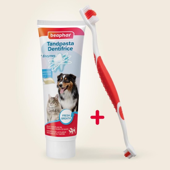 Beaphar Toothpaste & Brush Combipack - With Enzymes That Counteract Plaque Formation - Toothpaste and Toothpaste for Dogs and Cats Beaphar Toothpaste & Brush Combipack - With Enzymes That Counteract Plaque Formation - Toothpaste and Toothpaste for Dogs and Cats