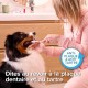 Beaphar Toothpaste & Brush Combipack - With Enzymes That Counteract Plaque Formation - Toothpaste and Toothpaste for Dogs and Cats Beaphar Toothpaste & Brush Combipack - With Enzymes That Counteract Plaque Formation - Toothpaste and Toothpaste for Dogs and Cats