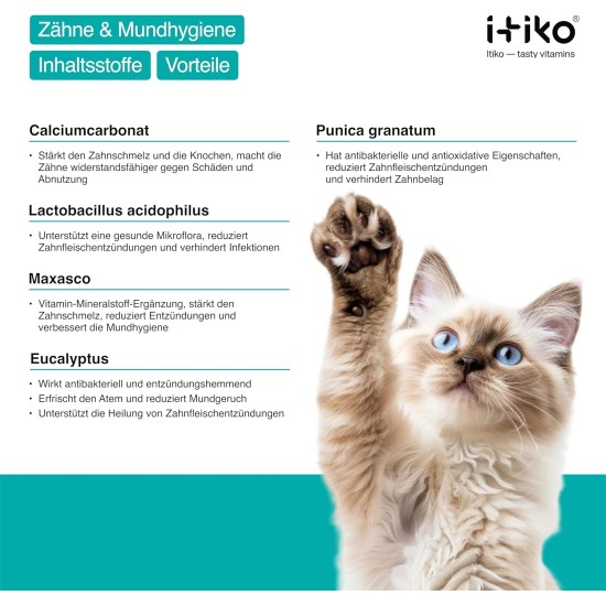 Cat Dental Care | Natural Dental Care Cats Removes Plaque & Provides Fresh Breath | Fights Bad Breath | Effective Tartar Remover for Cats | Alternative to Tartar Spray Cat Dental Care | Natural Dental Care Cats Removes Plaque & Provides Fresh Breath | Fights Bad Breath | Effective Tartar Remover for Cats | Alternative to Tartar Spray