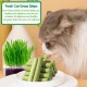 Cat Grass Sticks, Pack of 30 Cat Grass Teething Sticks, Cat Grass Chew Sticks, Cat Grass Molar Stick, Cat Grass Teething Stick, Freeze Dried Cat Grass Teeth Grinding Stick for Dental Care Cat Grass Sticks, Pack of 30 Cat Grass Teething Sticks, Cat Grass Chew Sticks, Cat Grass Molar Stick, Cat Grass Teething Stick, Freeze Dried Cat Grass Teeth Grinding Stick for Dental Care