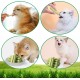 Cat Grass Sticks, Pack of 30 Cat Grass Teething Sticks, Cat Grass Chew Sticks, Cat Grass Molar Stick, Cat Grass Teething Stick, Freeze Dried Cat Grass Teeth Grinding Stick for Dental Care Cat Grass Sticks, Pack of 30 Cat Grass Teething Sticks, Cat Grass Chew Sticks, Cat Grass Molar Stick, Cat Grass Teething Stick, Freeze Dried Cat Grass Teeth Grinding Stick for Dental Care