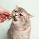 Catnip Sticks, Pack of 6 Catnip Sticks, Chew Sticks for Cats, Cats Dental Care Toy, Dental Chew Sticks Help with Tartar & Bad Breath Healthy Hygiene Dental Care Catnip Sticks, Pack of 6 Catnip Sticks, Chew Sticks for Cats, Cats Dental Care Toy, Dental Chew Sticks Help with Tartar & Bad Breath Healthy Hygiene Dental Care