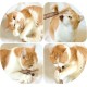 Catnip Sticks, Pack of 6 Catnip Sticks, Chew Sticks for Cats, Cats Dental Care Toy, Dental Chew Sticks Help with Tartar & Bad Breath Healthy Hygiene Dental Care Catnip Sticks, Pack of 6 Catnip Sticks, Chew Sticks for Cats, Cats Dental Care Toy, Dental Chew Sticks Help with Tartar & Bad Breath Healthy Hygiene Dental Care