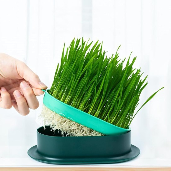 FENGQQKJ Pack of 3 Cat Grass Planter Catnip Cat Grass Box Hydroponics Cat Grass Box Cat Grass Tray Cat Grass Container Cat Grass for Indoor Cats for Planting Cat Grass FENGQQKJ Pack of 3 Cat Grass Planter Catnip Cat Grass Box Hydroponics Cat Grass Box Cat Grass Tray Cat Grass Container Cat Grass for Indoor Cats for Planting Cat Grass