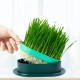 FENGQQKJ Pack of 3 Cat Grass Planter Catnip Cat Grass Box Hydroponics Cat Grass Box Cat Grass Tray Cat Grass Container Cat Grass for Indoor Cats for Planting Cat Grass FENGQQKJ Pack of 3 Cat Grass Planter Catnip Cat Grass Box Hydroponics Cat Grass Box Cat Grass Tray Cat Grass Container Cat Grass for Indoor Cats for Planting Cat Grass