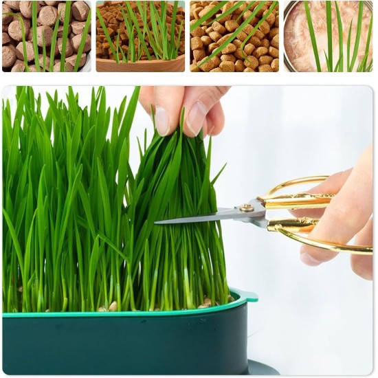 FENGQQKJ Pack of 3 Cat Grass Planter Catnip Cat Grass Box Hydroponics Cat Grass Box Cat Grass Tray Cat Grass Container Cat Grass for Indoor Cats for Planting Cat Grass FENGQQKJ Pack of 3 Cat Grass Planter Catnip Cat Grass Box Hydroponics Cat Grass Box Cat Grass Tray Cat Grass Container Cat Grass for Indoor Cats for Planting Cat Grass