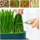 FENGQQKJ Pack of 3 Cat Grass Planter Catnip Cat Grass Box Hydroponics Cat Grass Box Cat Grass Tray Cat Grass Container Cat Grass for Indoor Cats for Planting Cat Grass FENGQQKJ Pack of 3 Cat Grass Planter Catnip Cat Grass Box Hydroponics Cat Grass Box Cat Grass Tray Cat Grass Container Cat Grass for Indoor Cats for Planting Cat Grass