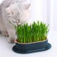 FENGQQKJ Pack of 3 Cat Grass Planter Catnip Cat Grass Box Hydroponics Cat Grass Box Cat Grass Tray Cat Grass Container Cat Grass for Indoor Cats for Planting Cat Grass FENGQQKJ Pack of 3 Cat Grass Planter Catnip Cat Grass Box Hydroponics Cat Grass Box Cat Grass Tray Cat Grass Container Cat Grass for Indoor Cats for Planting Cat Grass