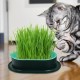 FENGQQKJ Pack of 3 Cat Grass Planter Catnip Cat Grass Box Hydroponics Cat Grass Box Cat Grass Tray Cat Grass Container Cat Grass for Indoor Cats for Planting Cat Grass FENGQQKJ Pack of 3 Cat Grass Planter Catnip Cat Grass Box Hydroponics Cat Grass Box Cat Grass Tray Cat Grass Container Cat Grass for Indoor Cats for Planting Cat Grass