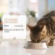Gastric Mild Powder for Cats 50 g - Supports Digestion, Binds Gastric Juices & Acids, Harmonises Gastrointestinal Activity, Stomach Protection Cat as a Natural Product Gastric Mild Powder for Cats 50 g - Supports Digestion, Binds Gastric Juices & Acids, Harmonises Gastrointestinal Activity, Stomach Protection Cat as a Natural Product