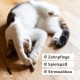 Matatabi Stick Cat: 8 Matatabi Sticks for Cats Dental Care - Wooden Cat Toy Against Bad Breath - Cat Chew Toy - Natural Toy for Cats - Cat Sticks - Inovida Cat Accessories Matatabi Stick Cat: 8 Matatabi Sticks for Cats Dental Care - Wooden Cat Toy Against Bad Breath - Cat Chew Toy - Natural Toy for Cats - Cat Sticks - Inovida Cat Accessories