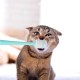 Pack of 3 Cat Toothbrush, Cat Toothbrush for Cats, Cat Toothbrush 360 Degrees, Reusable, Small and Dogs, Silicone, Food Grade Toothbrush for Pets, Cleaning Set (3 Colours) Pack of 3 Cat Toothbrush, Cat Toothbrush for Cats, Cat Toothbrush 360 Degrees, Reusable, Small and Dogs, Silicone, Food Grade Toothbrush for Pets, Cleaning Set (3 Colours)