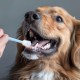 Pack of 3 Small Cat Toothbrush, 360 Degree Small Pets Toothbrush, Cat Toothbrush, Reusable, Food Grade Soft Silicone for Pets, Cleaning Set for Small Pets Pack of 3 Small Cat Toothbrush, 360 Degree Small Pets Toothbrush, Cat Toothbrush, Reusable, Food Grade Soft Silicone for Pets, Cleaning Set for Small Pets