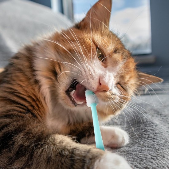 Pack of 3 Small Cat Toothbrush, 360 Degree Small Pets Toothbrush, Cat Toothbrush, Reusable, Food Grade Soft Silicone for Pets, Cleaning Set for Small Pets Pack of 3 Small Cat Toothbrush, 360 Degree Small Pets Toothbrush, Cat Toothbrush, Reusable, Food Grade Soft Silicone for Pets, Cleaning Set for Small Pets