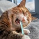 Pack of 3 Small Cat Toothbrush, 360 Degree Small Pets Toothbrush, Cat Toothbrush, Reusable, Food Grade Soft Silicone for Pets, Cleaning Set for Small Pets Pack of 3 Small Cat Toothbrush, 360 Degree Small Pets Toothbrush, Cat Toothbrush, Reusable, Food Grade Soft Silicone for Pets, Cleaning Set for Small Pets