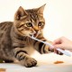 Pack of 4 cat toothbrushes, dog toothbrushes, cat toothbrushes for cats, dog toothbrush, dental care, small toothbrush, finger 360º cleaning, removal, for cat dog pet, pet care Pack of 4 cat toothbrushes, dog toothbrushes, cat toothbrushes for cats, dog toothbrush, dental care, small toothbrush, finger 360º cleaning, removal, for cat dog pet, pet care