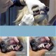 Pet Tooth Scaler Cleaning Kit, 3 Pieces Stainless Steel Tartar Remover Plaque Remover for Dogs Cats Pet Tooth Scaler Cleaning Kit, 3 Pieces Stainless Steel Tartar Remover Plaque Remover for Dogs Cats