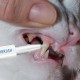Pet Toothbrush Pen, Pet Toothbrush Pen, Dog Teeth Cleaning Pen, Cat Tartar Remover, Toothbrush Gentle Care for Fresh Breath, Suitable for Pets Dental Care (2 Pieces) Pet Toothbrush Pen, Pet Toothbrush Pen, Dog Teeth Cleaning Pen, Cat Tartar Remover, Toothbrush Gentle Care for Fresh Breath, Suitable for Pets Dental Care (2 Pieces)