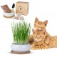 Pfotenolymp Cat Grass Bowl Set - Includes Ceramic Bowl, Bamboo Saucer, Coconut Soil, Seeds and Small Spade, Germination Jar for Sprouts - Plant Set Ready with Seeds, Soil and Pot for Cats Pfotenolymp Cat Grass Bowl Set - Includes Ceramic Bowl, Bamboo Saucer, Coconut Soil, Seeds and Small Spade, Germination Jar for Sprouts - Plant Set Ready with Seeds, Soil and Pot for Cats