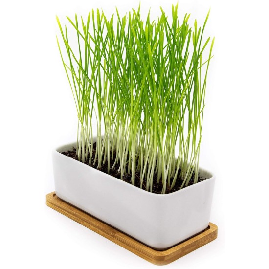 Pfotenolymp® Premium Cat Grass Bowl/Cat Grass Set - Ceramic Cat Grass Bowl - Plant Set Ready with Seeds, Soil and Pot for Cats - with Ceramic Bowl - DIY Pfotenolymp® Premium Cat Grass Bowl/Cat Grass Set - Ceramic Cat Grass Bowl - Plant Set Ready with Seeds, Soil and Pot for Cats - with Ceramic Bowl - DIY