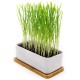 Pfotenolymp® Premium Cat Grass Bowl/Cat Grass Set - Ceramic Cat Grass Bowl - Plant Set Ready with Seeds, Soil and Pot for Cats - with Ceramic Bowl - DIY Pfotenolymp® Premium Cat Grass Bowl/Cat Grass Set - Ceramic Cat Grass Bowl - Plant Set Ready with Seeds, Soil and Pot for Cats - with Ceramic Bowl - DIY