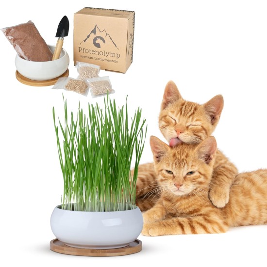Pfotenolymp® Premium Cat Grass Bowl/Cat Grass Set - Ceramic Cat Grass Bowl - Plant Set Ready with Seeds, Soil and Pot for Cats - with Ceramic Bowl - DIY Pfotenolymp® Premium Cat Grass Bowl/Cat Grass Set - Ceramic Cat Grass Bowl - Plant Set Ready with Seeds, Soil and Pot for Cats - with Ceramic Bowl - DIY