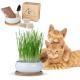 Pfotenolymp® Premium Cat Grass Bowl/Cat Grass Set - Ceramic Cat Grass Bowl - Plant Set Ready with Seeds, Soil and Pot for Cats - with Ceramic Bowl - DIY Pfotenolymp® Premium Cat Grass Bowl/Cat Grass Set - Ceramic Cat Grass Bowl - Plant Set Ready with Seeds, Soil and Pot for Cats - with Ceramic Bowl - DIY