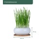 Pfotenolymp® Premium Cat Grass Bowl/Cat Grass Set - Ceramic Cat Grass Bowl - Plant Set Ready with Seeds, Soil and Pot for Cats - with Ceramic Bowl - DIY Pfotenolymp® Premium Cat Grass Bowl/Cat Grass Set - Ceramic Cat Grass Bowl - Plant Set Ready with Seeds, Soil and Pot for Cats - with Ceramic Bowl - DIY