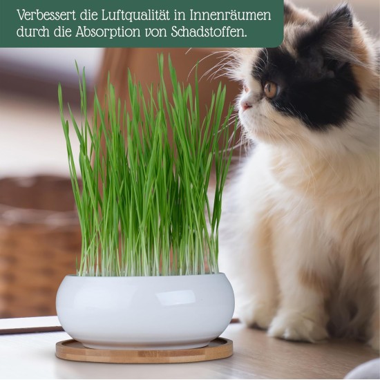 Pfotenolymp® Premium Cat Grass Bowl/Cat Grass Set - Ceramic Cat Grass Bowl - Plant Set Ready with Seeds, Soil and Pot for Cats - with Ceramic Bowl - DIY Pfotenolymp® Premium Cat Grass Bowl/Cat Grass Set - Ceramic Cat Grass Bowl - Plant Set Ready with Seeds, Soil and Pot for Cats - with Ceramic Bowl - DIY