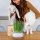 Pfotenolymp® Premium Cat Grass Bowl/Cat Grass Set - Ceramic Cat Grass Bowl - Plant Set Ready with Seeds, Soil and Pot for Cats - with Ceramic Bowl - DIY Pfotenolymp® Premium Cat Grass Bowl/Cat Grass Set - Ceramic Cat Grass Bowl - Plant Set Ready with Seeds, Soil and Pot for Cats - with Ceramic Bowl - DIY
