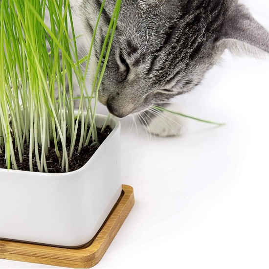 Pfotenolymp® Premium Cat Grass Bowl/Cat Grass Set - Ceramic Cat Grass Bowl - Plant Set Ready with Seeds, Soil and Pot for Cats - with Ceramic Bowl - DIY Pfotenolymp® Premium Cat Grass Bowl/Cat Grass Set - Ceramic Cat Grass Bowl - Plant Set Ready with Seeds, Soil and Pot for Cats - with Ceramic Bowl - DIY
