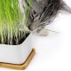 Pfotenolymp® Premium Cat Grass Bowl/Cat Grass Set - Ceramic Cat Grass Bowl - Plant Set Ready with Seeds, Soil and Pot for Cats - with Ceramic Bowl - DIY Pfotenolymp® Premium Cat Grass Bowl/Cat Grass Set - Ceramic Cat Grass Bowl - Plant Set Ready with Seeds, Soil and Pot for Cats - with Ceramic Bowl - DIY