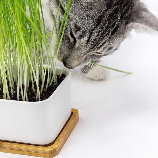 Pfotenolymp® Premium Cat Grass Bowl/Cat Grass Set - Ceramic Cat Grass Bowl - Plant Set Ready with Seeds, Soil and Pot for Cats - with Ceramic Bowl - DIY Pfotenolymp® Premium Cat Grass Bowl/Cat Grass Set - Ceramic Cat Grass Bowl - Plant Set Ready with Seeds, Soil and Pot for Cats - with Ceramic Bowl - DIY